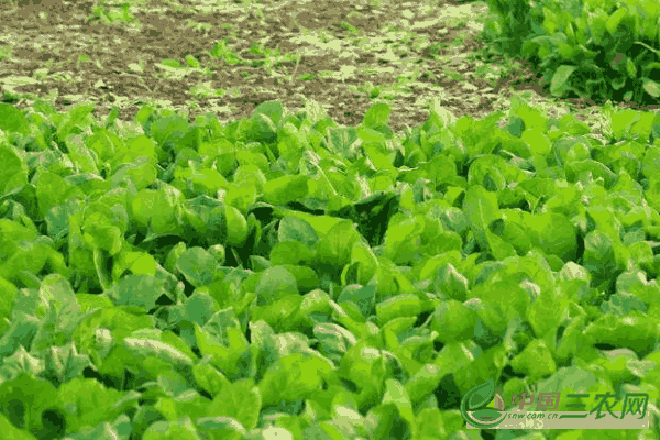 9月份种植菠菜的注意的事项